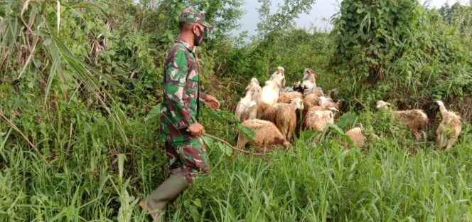 
					Kisah Serda Edy Karyadi Babinsa Kodim 1002/HST Beternak Kambing