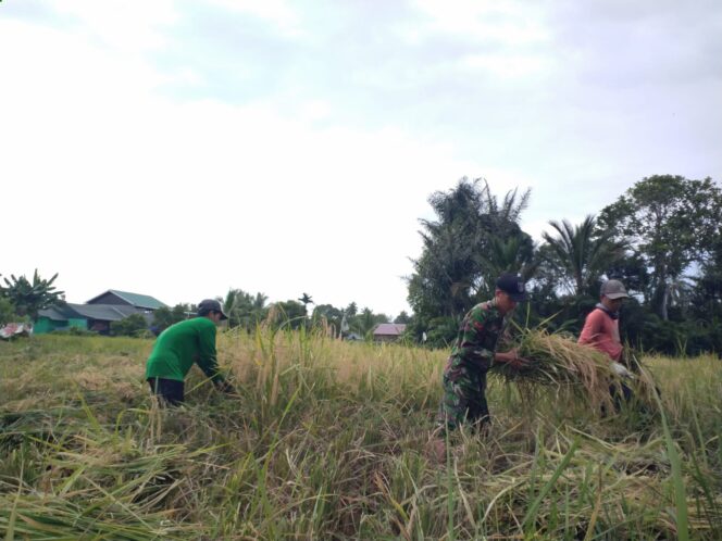 
					Bentuk Kepedulian Pada Warga Binaan, Babinsa Koramil 1002-06/Barabai Bantu Petani Panen Padi