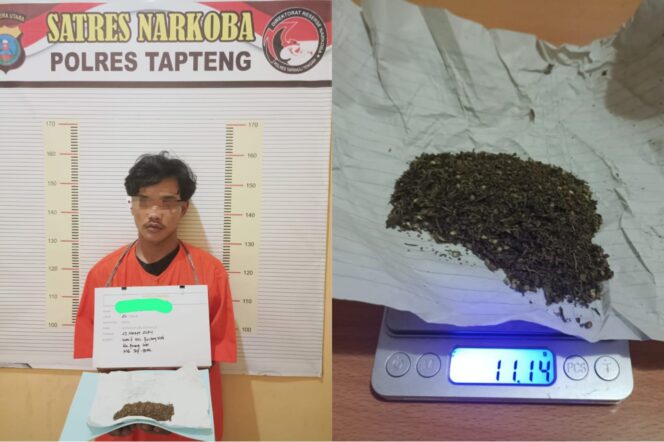 
					Kuli Bangunan Nyambi Edarkan Ganja di Tangkap Sat Narkoba Polres Tapteng di Pinangsori
