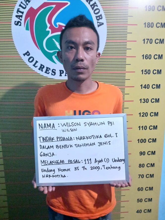 
					Sat Resnarkoba, Polres Pasaman Tangkap  Pelaku Penyalahgunaan narkotika jenis Ganja di Jorong koto Tangah