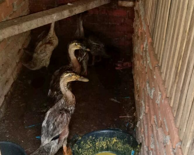 
					Pembagian Bibit Unggas Bebek Di Desa Sidoluhur Tahap ( 1 ) Berjalan Aman Dan Kondusif