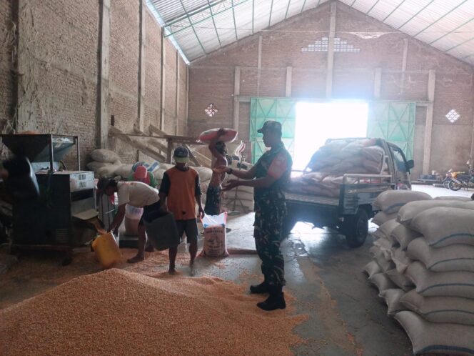 
					Jaga ketahanan Pangan, Babinsa Cek Gudang Jagung