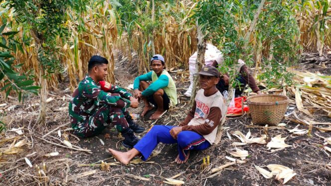
					Soal Ketahanan Pangan,Babinsa Juwangi Juga Motivasi Kepada Petani Jagung
