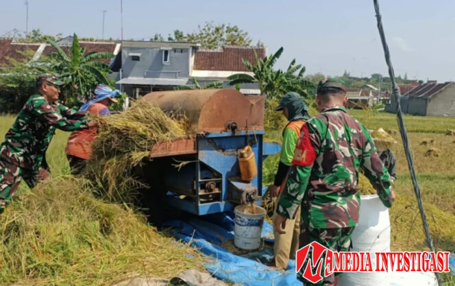 
					Tak Canggung Danramil Karangmalang Turun Langsung ke Sawah, Bantu Petani Panen Padi   
