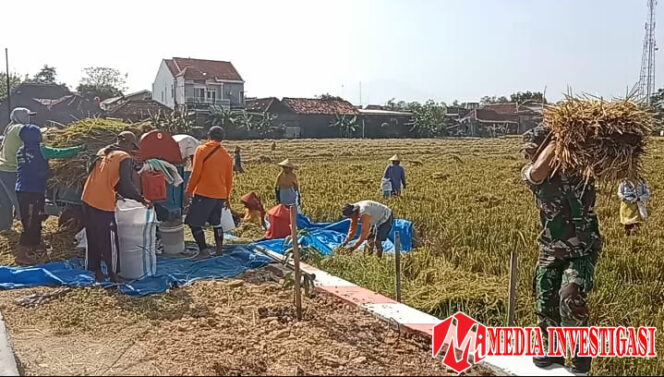 
					Babinsa Desa Blangu Suka Rela Bantu Petani Panen Padi