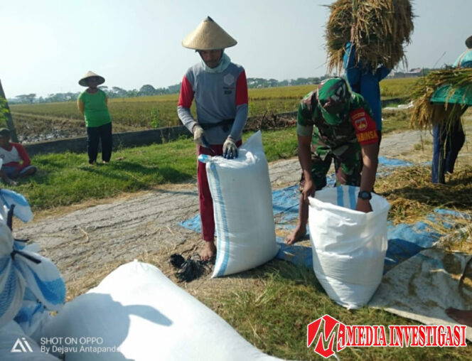 
					Babinsa Bertekad Wujudkan Swasembada Pangan, Bantu Panen Padi di Desa   