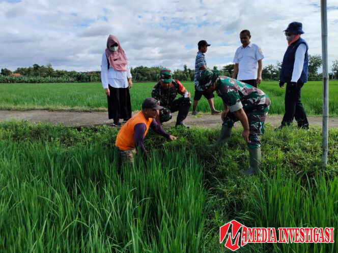 
					Moment Aparat dan Petani Gropyokan Hama Tikus di Desa Kedungupit, Sragen