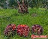 Minim Pabrik Sawit, Petani Dharmasraya Terancam Rugi, Pemkab Didesak Bertindak