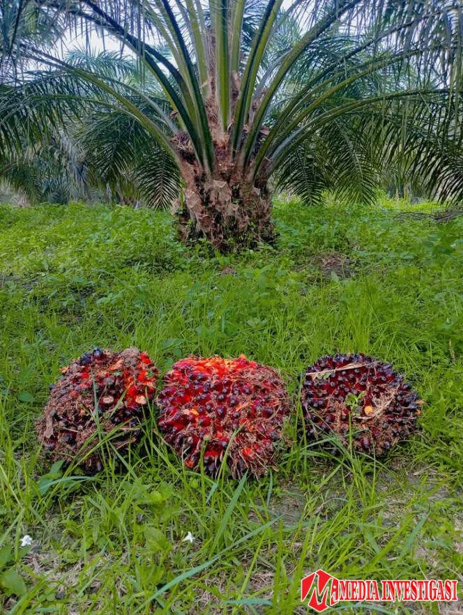 
					Minim Pabrik Sawit, Petani Dharmasraya Terancam Rugi, Pemkab Didesak Bertindak