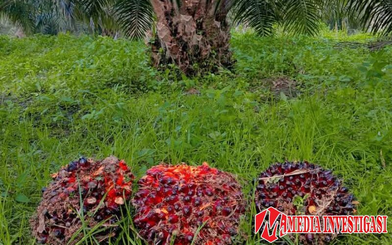 Minim Pabrik Sawit, Petani Dharmasraya Terancam Rugi, Pemkab Didesak Bertindak