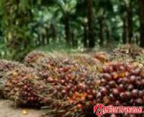 Krisis Pabrik Kelapa Sawit di Dharmasraya: Petani Terancam Rugi Besar