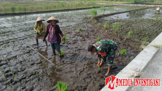 
					Babinsa Teras Aktif Dampingi Petani Dalam Upaya Ketahanan Pangan