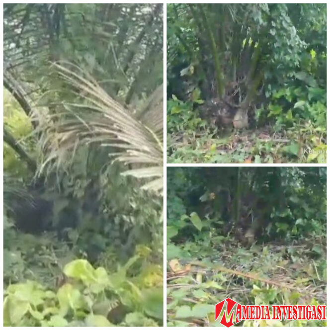 
					Dana Anggaran Pemeliharaan Pengelolaan Perawatan Tanaman Belum Menghasilkan (TBM) Di Duga Menjadi Sarana Korupsi.