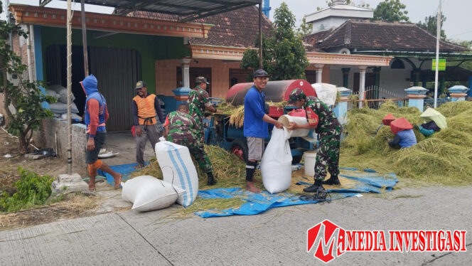
					Babinsa Koramil Gesi Gotong Royong Bantu Panen Padi Warga   