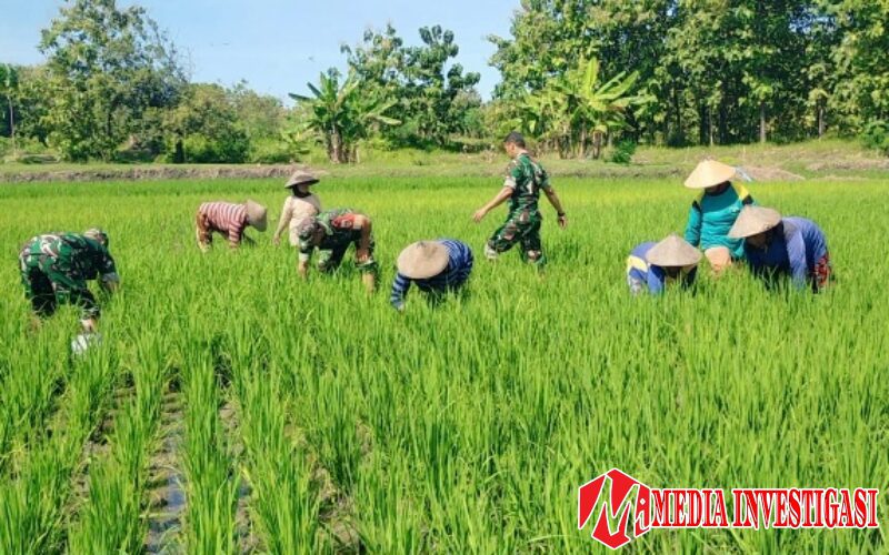 Babinsa Bantu Kelompok Tani Cabut Rumput Gulma Tanaman Padi