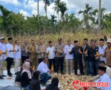 Kapolres Dharmasraya Panen Jagung Program Ketahanan Pangan Polri di Sungai Kambuik