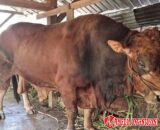 Padang Dapat Sapi Kurban dari Presiden Prabowo