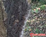 Ribuan Ulat Bulu Muncul Tiba-tiba di Taman Kota, DLHK Langsung Lakukan Penyemprotan
