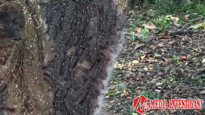 
					Ribuan Ulat Bulu Muncul Tiba-tiba di Taman Kota, DLHK Langsung Lakukan Penyemprotan