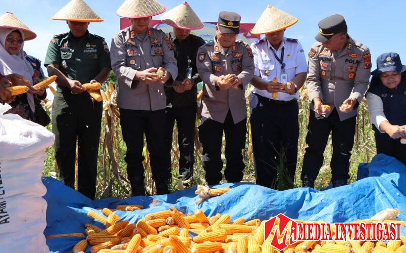 Polres Tapanuli Tengah Gelar Panen Raya Jagung Serentak di Pinangsori