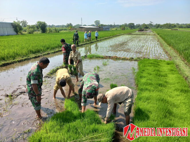 
					Babinsa Sawit Dampingi Petani Tanam Padi, Dukung Ketahanan Pangan Nasional