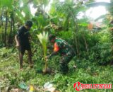 Satgas TMMD 125 Kodim 1506/Namlea Melaksanakan Tanam Bibit Pohon Keras dengan Target 10.000 Pohon