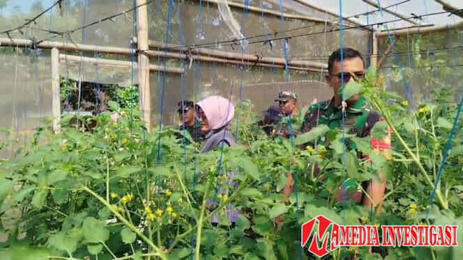 
					Babinsa Pantau Pertumbuhan Tanaman Tomat UMKM “Makmur Tani”