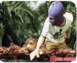 Ninja Sawit Merajalela di Dharmasraya, Petani Resah, Pemkab Dinilai Mandul Cari Solusi
