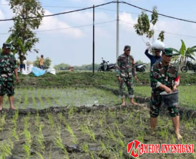 
					Babinsa Bantu Petani, Pupuk Lahan Demi Panen Raya Yang Maksimal   