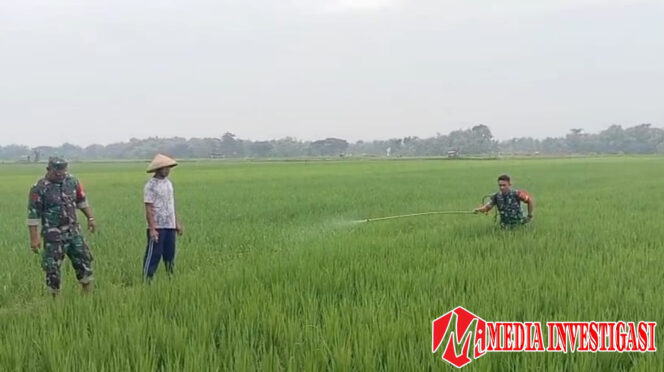 
					Babinsa Sigap Bantu Petani, Lakukan Penyemprotan Massal Cegah Hama Ulat Padi