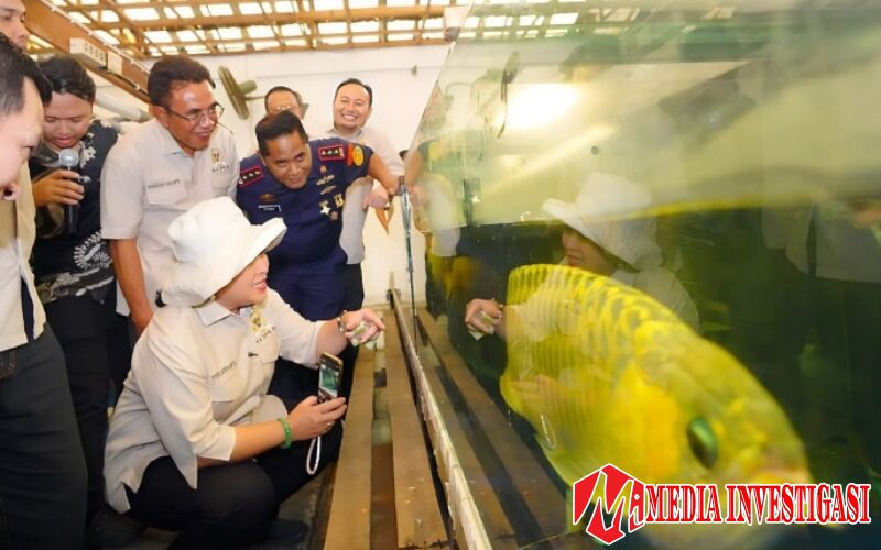 KKP Dorong Kepatuhan Usaha Ikan Arwana: Dirjen PSDKP Sidak langsung di Kalimantan Barat