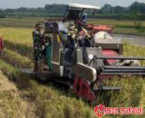 Efisiensi Kerja, Babinsa Bantu Petani Panen Padi Menggunakan Mesin Combi
