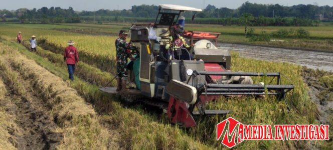 
					Efisiensi Kerja, Babinsa Bantu Petani Panen Padi Menggunakan Mesin Combi