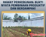 WBP Lapas Bukittinggi Rawat Perkebunan: Bukti Nyata Pembinaan Produktif dan Berdampak!