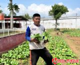 Warga Binaan Lapas Bukittinggi Sulap Jeruji Jadi Rezeki, Produksi Sandal Hotel dan Pakcoy Siap Go Pasar!