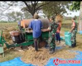 Tak Takut Gatal, Babinsa Bergelut dengan Tleser Demi Bantu Petani