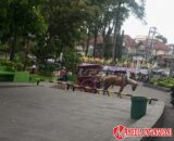 Bendi Bukittinggi Mulai Sepi Penumpang, Kusir Bertahan Demi Lestarikan Tradisi