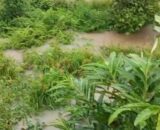Situasi Bencana Banjir Terkini di Kecamatan Talamau Pasbar: Debit Air Naik, Longsor Hambat Akses (Update 19.39 WIB)