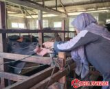 Di Masa Tanggap Darurat Bencana, Daya Tahan Tubuh Ternak Ditingkatkan