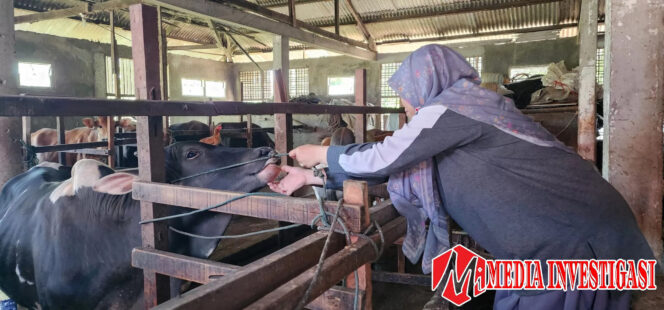 
					Di Masa Tanggap Darurat Bencana, Daya Tahan Tubuh Ternak Ditingkatkan