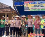 Panen jagung kuartal 4 bersama Polsek belitang 3 dan forkopimcam didesa karya makmur
