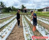 WBP Lapas Dharmasraya Tekun Rawat Tanaman Cabai Dukung Program Ketahanan Pangan