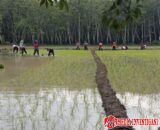 Lahan bersengketa masih dalam proses di pengadilan negeri baturaja terlihat ditanami padi, ada apa ini