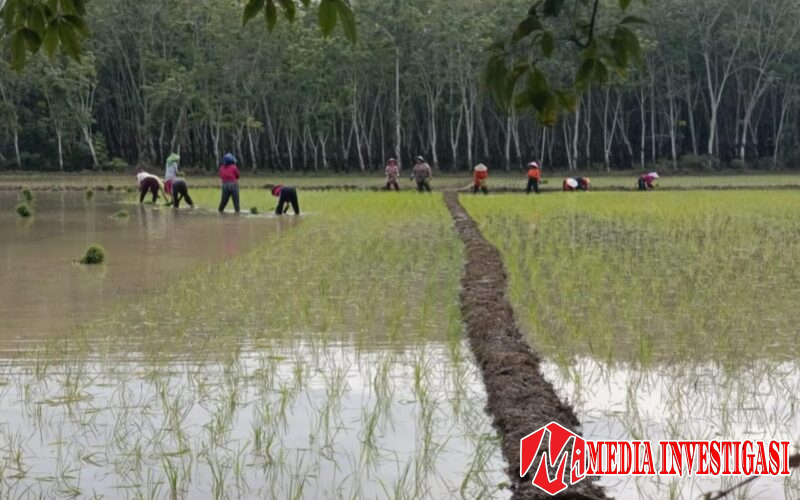 Lahan bersengketa masih dalam proses di pengadilan negeri baturaja terlihat ditanami padi, ada apa ini