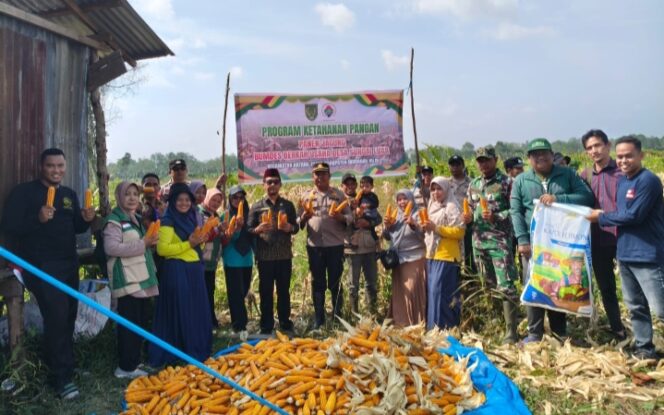 
					Panen Jagung di Desa Sungai Luar, Dukung Program Asta Cita Presiden RI