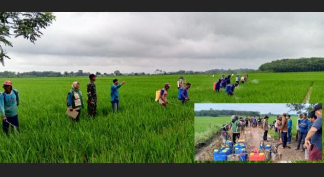 
					Tanaman Padi Terserang Hama Sundep, Pihak Pertanian Dibelitang Jaya Ambil Tindakan