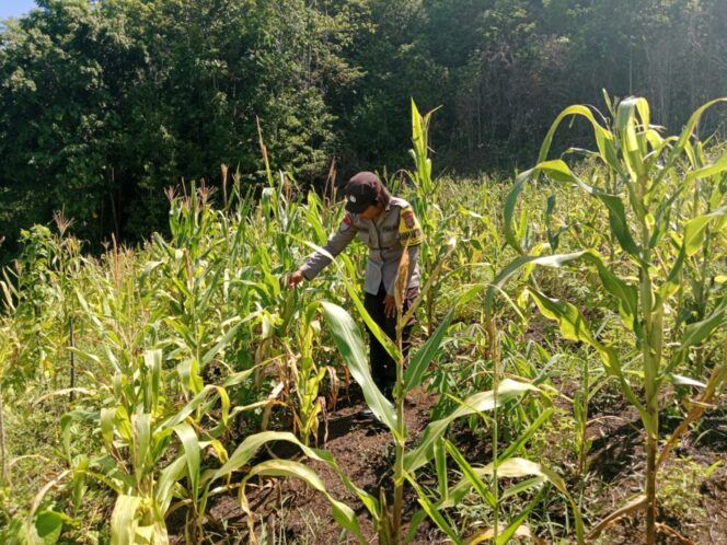 
					Perkuat Ketahanan Pangan Nasional Polsek Tinangkung Lewat Pendampingan Pertanian Di Kabupaten  Banggai Kepulauan
