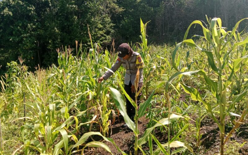 Perkuat Ketahanan Pangan Nasional Polsek Tinangkung Lewat Pendampingan Pertanian Di Kabupaten  Banggai Kepulauan