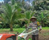Polsek Tinangkung Dukung Ketahanan Pangan, Polsek Dampingi Pengolahan 1,5 Hektar Lahan Jagung Desa Tatakalai Tinangkung Utara Bangkep