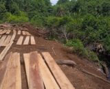 Diduga Terorganisir, Kayu Hutan Lindung Mengalir dari Rantau Bakung Inhu, Siapa Bermain?